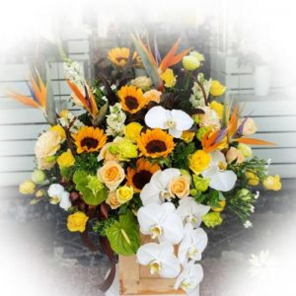 Lãng hoa mừng khai trương BNG572