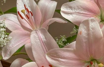 Sức Mạnh Bí Ẩn Của Hoa Cúc La Mã: Giải Độc, Thư Giãn và Ứng Dụng Trong Làm Đẹp